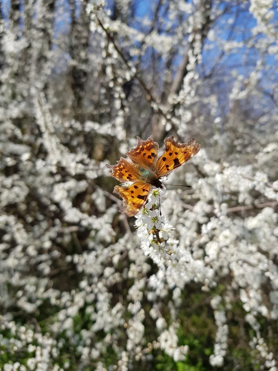 smuk sommerfugl, butterfly on gren, natur, butterfly on blomster